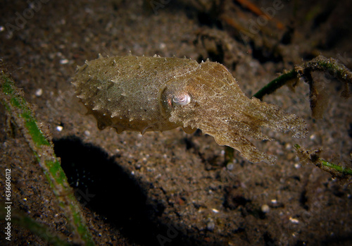 A young sepia cuttlefish showing its camouflage abilities. Dauin, Negros Oriental, Philippines photo