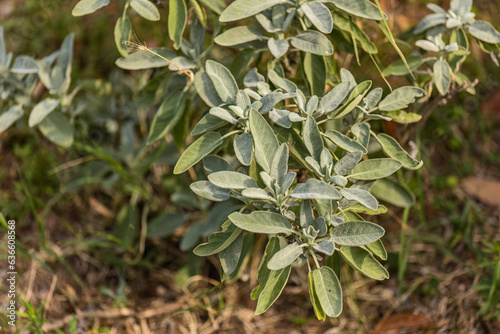Sage Leaves in Nature