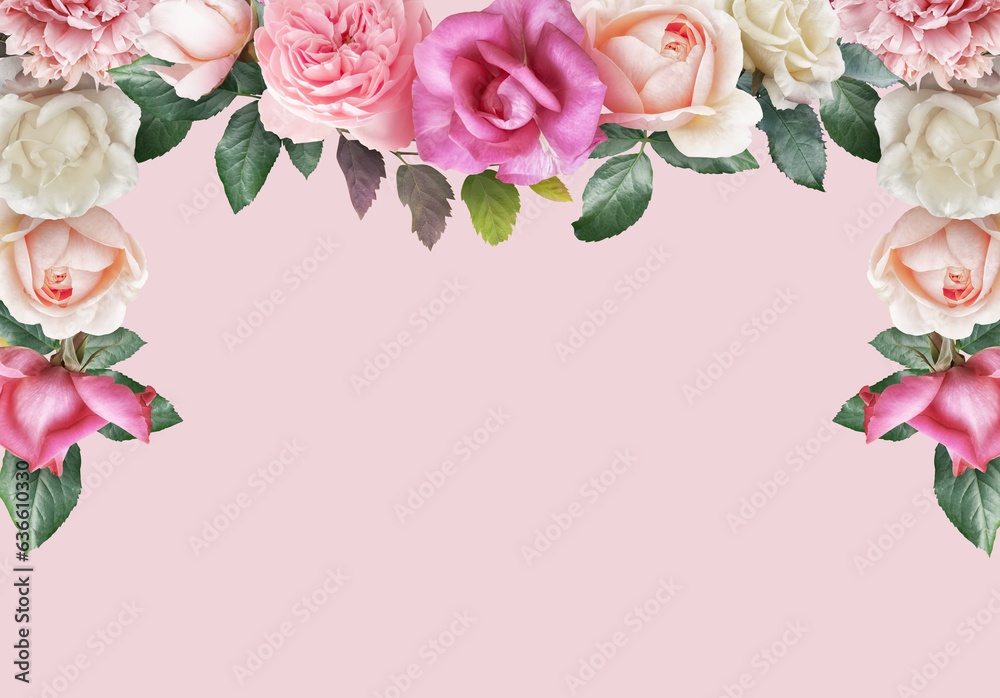 Floral banner, header with copy space. Pink and white roses  isolated on pastel background. Natural flowers wallpaper or greeting card.