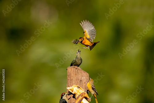 Φωτογραφία The Baltimore oriole is a small blackbird common in eastern North America as a migratory breeding bird