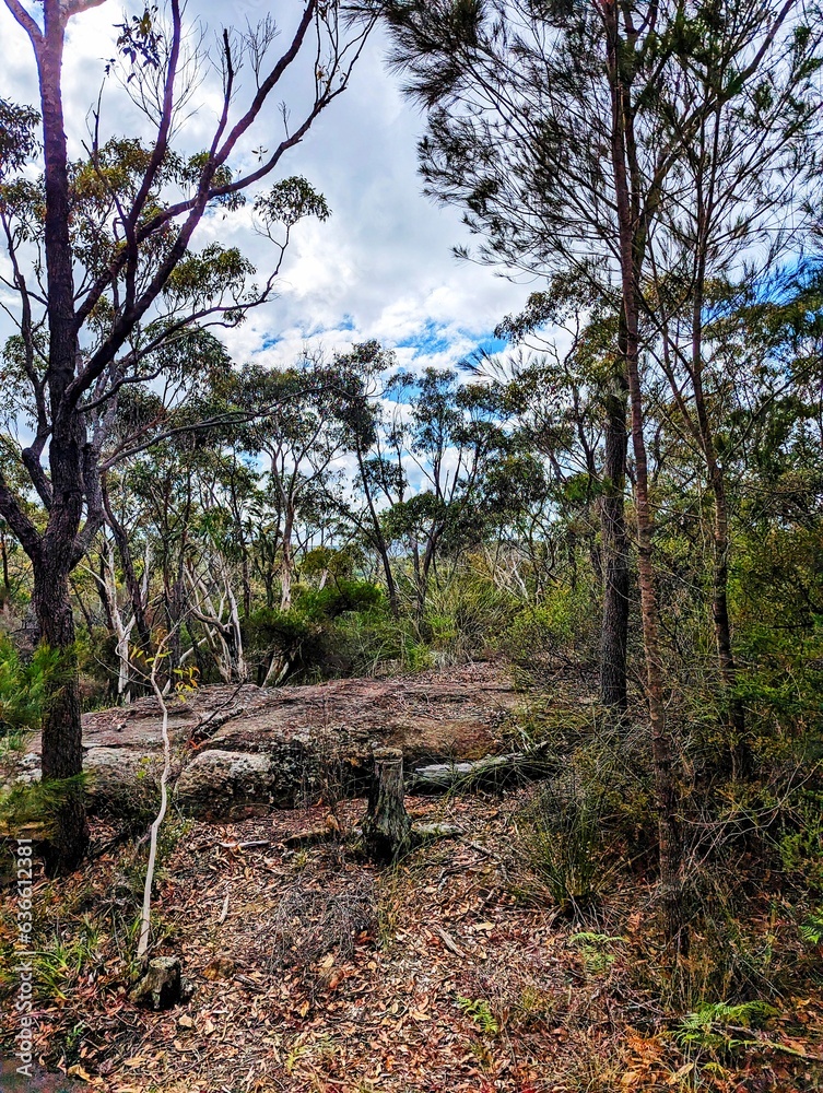 australian natural rainforest