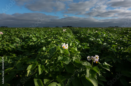 Flowering potato plants on straight ridges, photographed from the ground. It gives a different perspective. photo