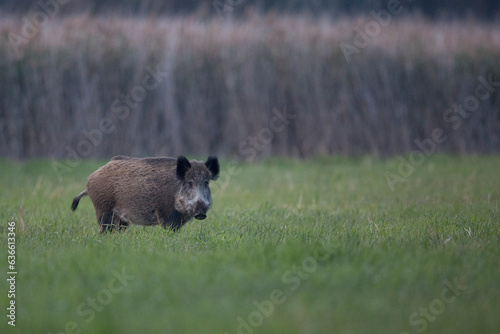 Wild boar in a clearing in the wild