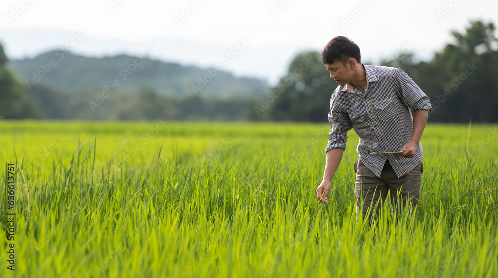 young Asian farmer examines rice on field young Asian farmer examines rice on field