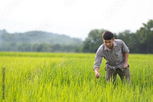 young Asian farmer examines rice on field