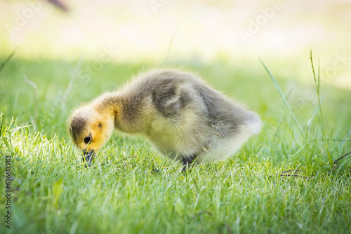 Foto Little duckling searching for food in fresh grass