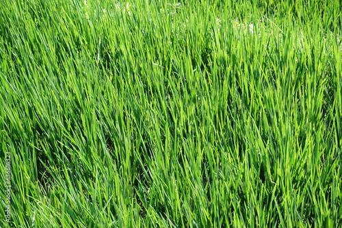 view of green rice fields with bright sunlight