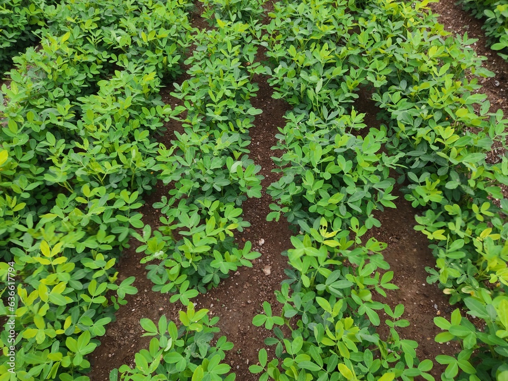 Peanut leaf damage by disease and pest, crop planting at the field. Peanut leaf damage by disease and pest, crop planting at the field.