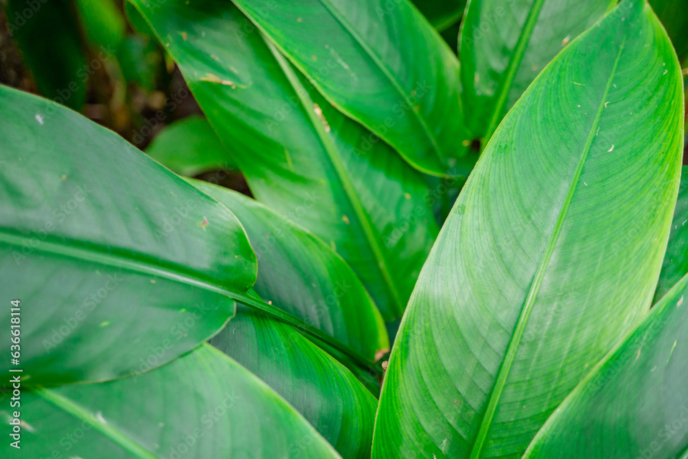 Heliconia Densiflora green leaf background when growing on the garden park. The photo is suitable to use for nature background flower poster and botanical content media. Heliconia Densiflora green leaf background when growing on the garden park. The photo is suitable to use for nature background flower poster and botanical content media.