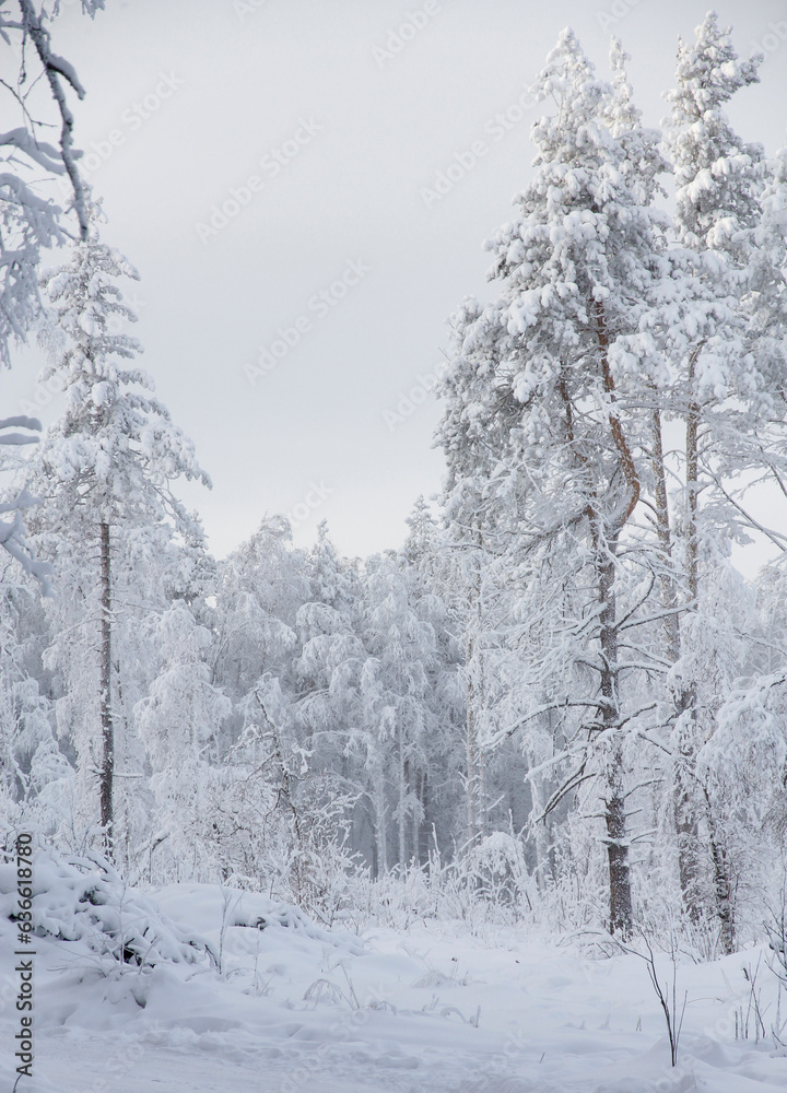 Naklejka premium snow covered trees in winter