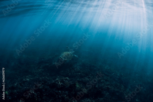 Sea turtle underwater in ocean with sun rays. Green sea turtle with sunlight trough water surface