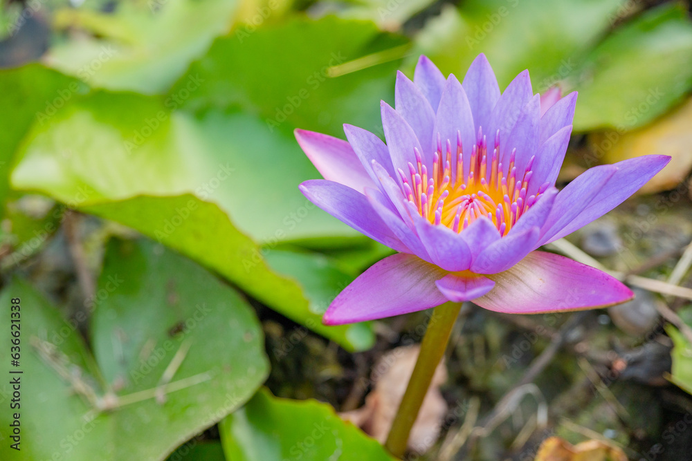 Purple and white flower blossom of Lotus flower Nymphaea over the fish pond. The photo is suitable to use for botanical content media and flowers nature photo background. Purple and white flower blossom of Lotus flower Nymphaea over the fish pond. The photo is suitable to use for botanical content media and flowers nature photo background.