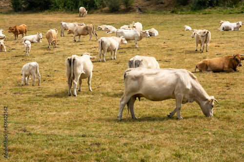 Rebaño de vacas pastando en una pradera de montaña en verano.