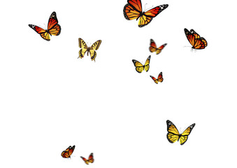 Set of butterflies on transparent background. Butterfly with different colors isolated. Realistic butterflies postcard card frame Collection of multicolored butterflies