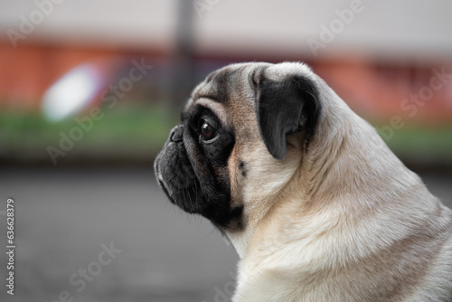 Fototapeta Naklejka Na Ścianę i Meble -  close-up portrait of a pug dog's face on the street