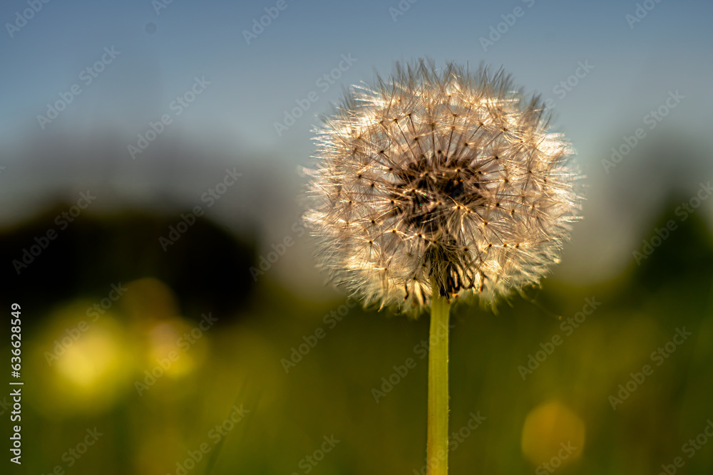 Naklejka premium Dandelion flower (taraxacum officinale) in macro photography with bokeh effect.
