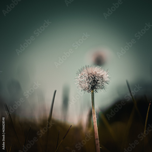 Dandelion flower  taraxacum officinale  in macro photography with bokeh effect.