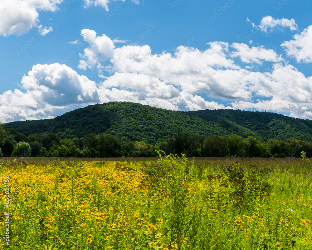 A field of grass and wildflowers with wooded hillsides in the background in Irvine, Pennsylvania, USA on a sunny summer day