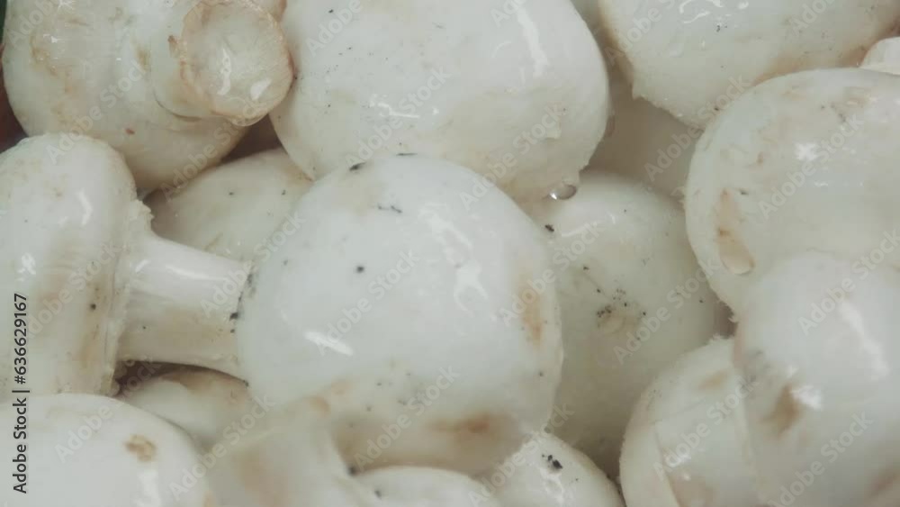 Champignon mushroom falls in the basket filled with other washed mushrooms with Champignon mushroom falls in the basket filled with other washed mushrooms with