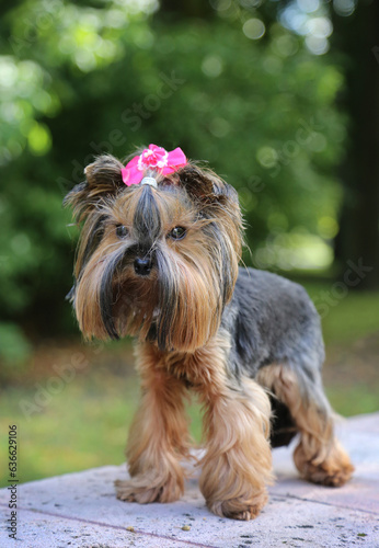 Yorkshire Terrier in nature with a pink bow. © Jolanta