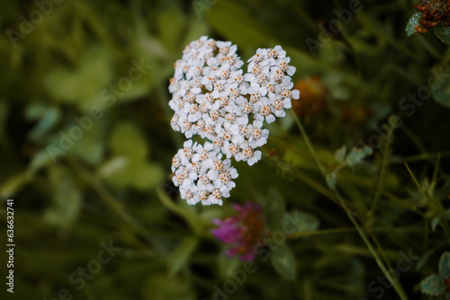 Yarrow flowers Achillea millefolium in green meadow