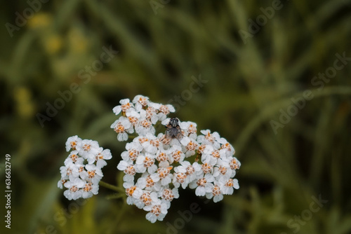 Yarrow flowers Achillea millefolium in green meadow