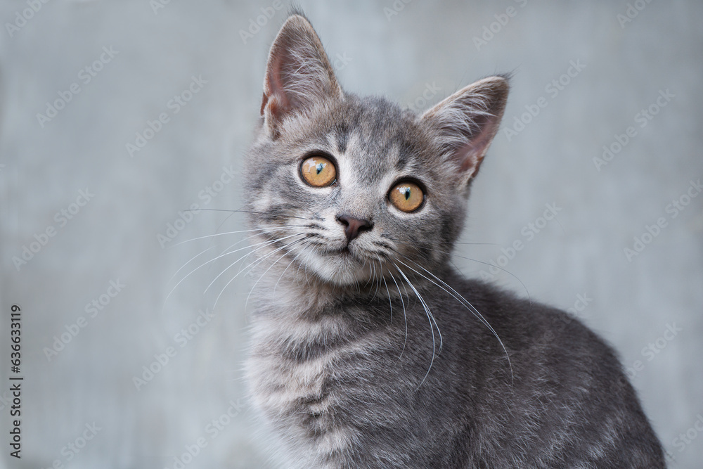 A beautiful gray cat looks up. The cat has light brown eyes. Shorthaired cat