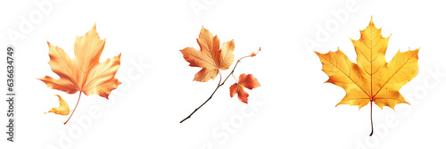 Autumn leaf Alone on transparent background