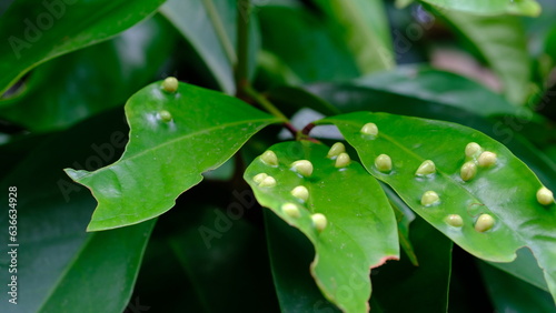 White pest eggs on the leaves. Eryophyes gastroticus or Gall mites or hama Tungau Puru. photo