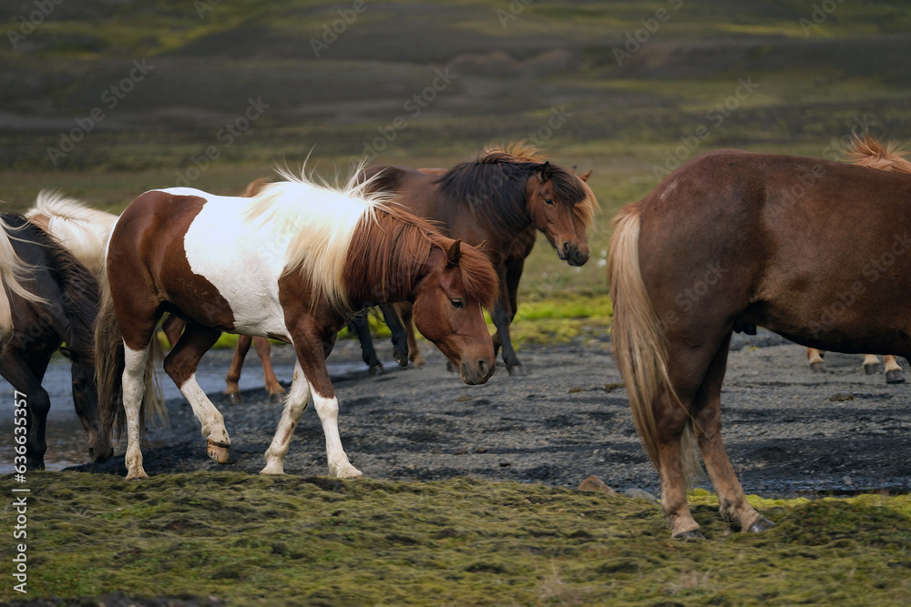 Icelandic Horses Icelandic Horses