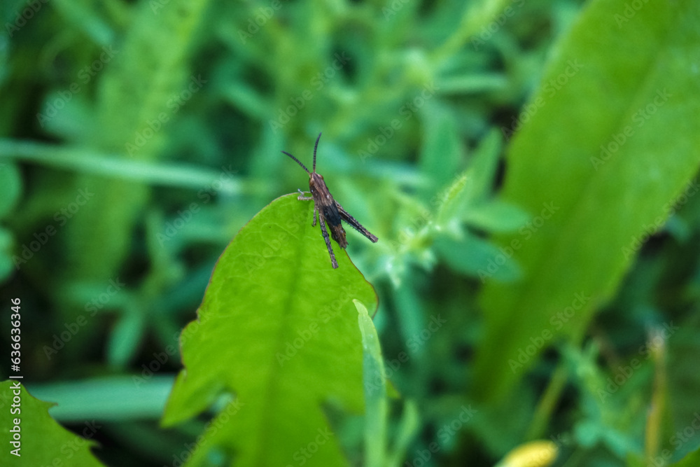grasshopper sitting on green blade of grass grasshopper sitting on green blade of grass
