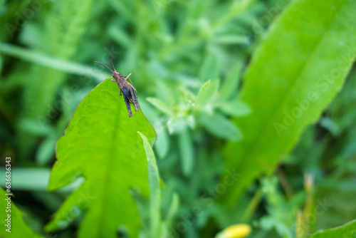 grasshopper sitting on green blade of grass