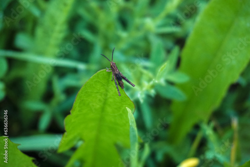 grasshopper sitting on green blade of grass