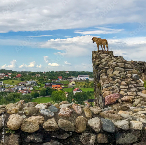 A dog climbs the wall of a fortress