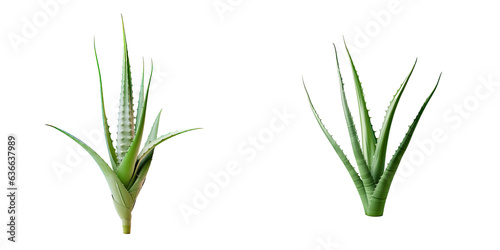 transparent background and a solitary aloe vera plant