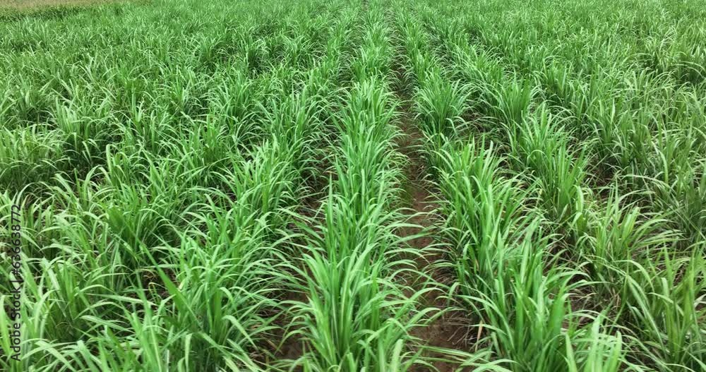 Aerial view of sugarcane plants growing at field, drone point of view 4k video, Aerial view of sugarcane plants growing at field, drone point of view 4k video,