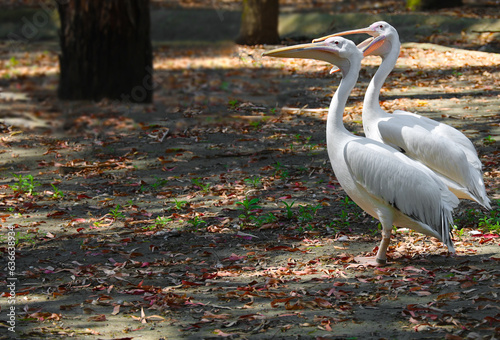 2 two white Pelicans walking on forest background. Pelicans in a lake.  dendrological park Ureki, Georgia. Arboretum Shekvetili photo