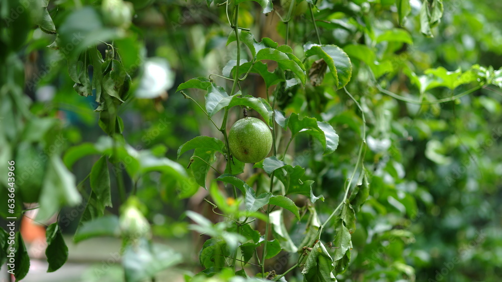 Unriped passion fruit in the garden hanging from bamboo poles Unriped passion fruit in the garden hanging from bamboo poles