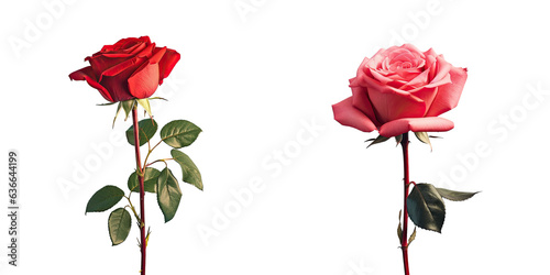 Red roses arranged together against a transparent background
