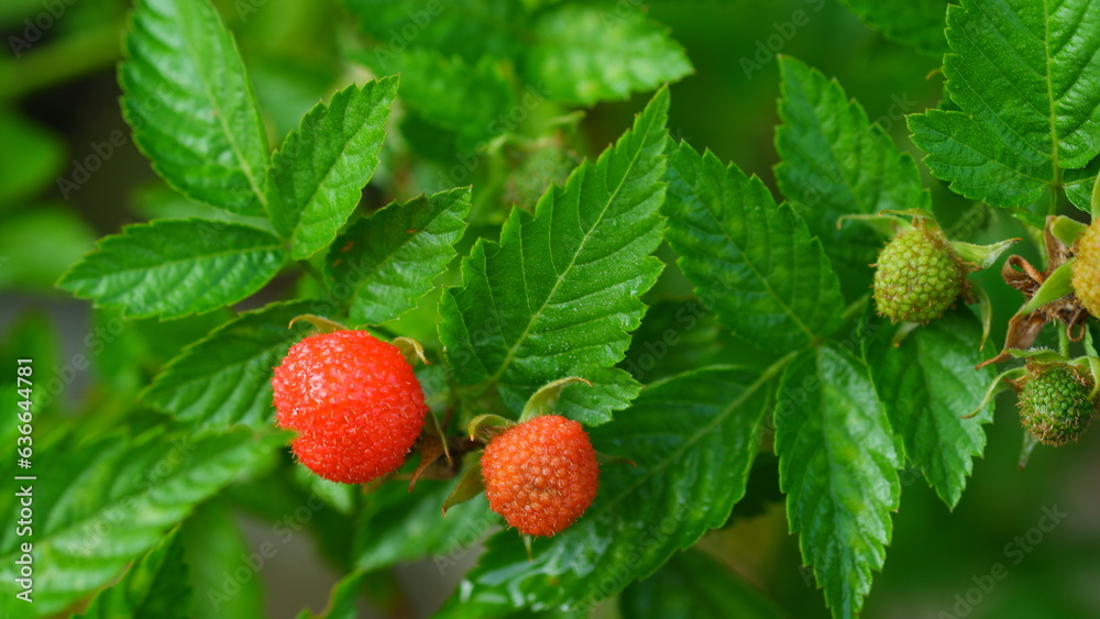Fresh red raspberry fruit on a tree. Fresh red raspberry fruit on a tree.