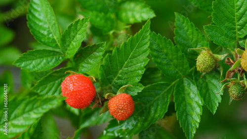 Fresh red raspberry fruit on a tree.