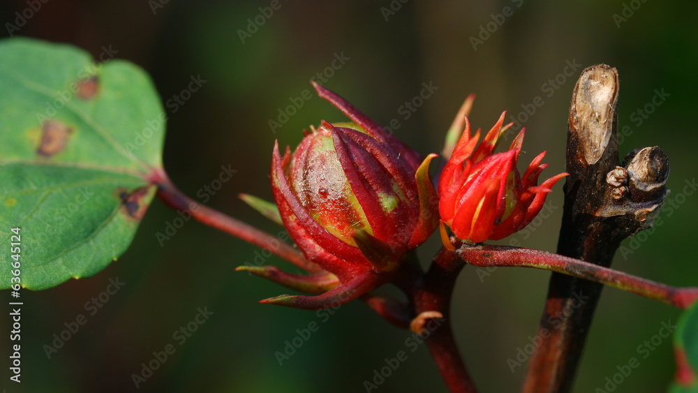 Single Fresh red roselle flowers bulb in the garden. Single Fresh red roselle flowers bulb in the garden.