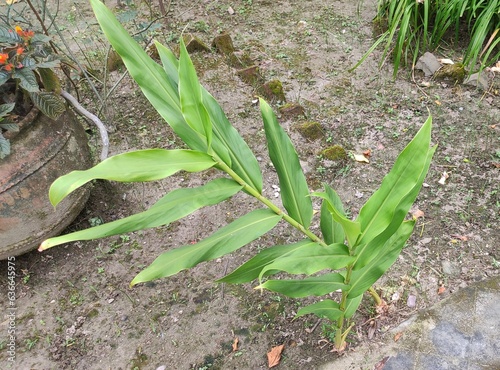 Ginger (Zingiber officinale) is a flowering plant whose rhizome, ginger root or ginger, is widely used as a spice and a folk medicine. It is a herbaceous perennial which grows annual pseudostems.  photo
