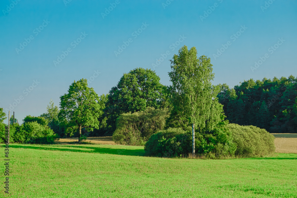 Blooming field, forest, grasses, flowers and shrubs. Forest, young pine and birch trees. Blue sky, white clouds. Blooming field, forest, grasses, flowers and shrubs. Forest, young pine and birch trees. Blue sky, white clouds.