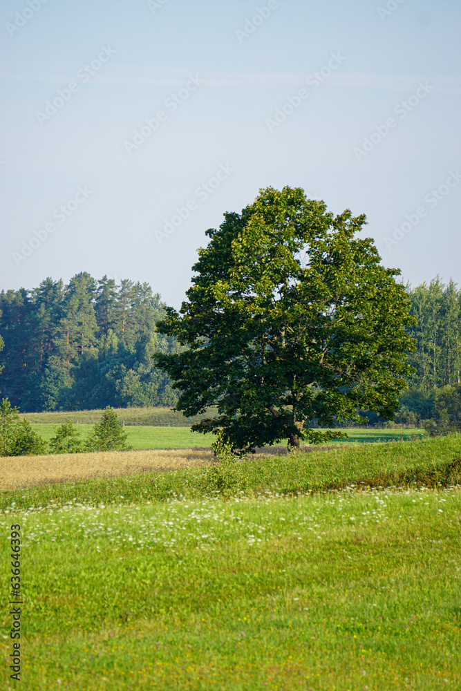 Countryside rural summer scene featuring grassy hill and green maple, on a sunny day, blue sky and white clouds