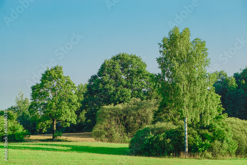 Blooming field, forest, grasses, flowers and shrubs. Forest, young pine and birch trees. Blue sky, white clouds.