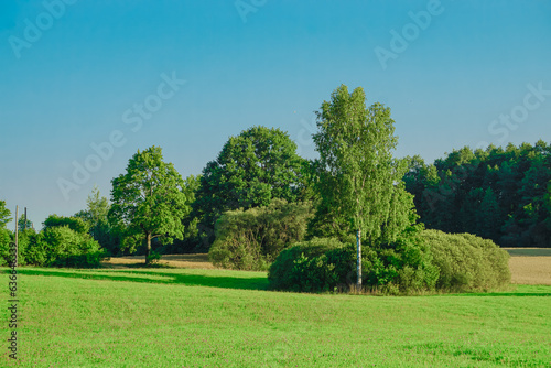 Blooming field, forest, grasses, flowers and shrubs. Forest, young pine and birch trees. Blue sky, white clouds.