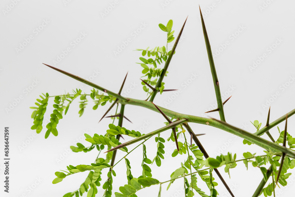 Detalle de una rama de acacia con espinas, Gleditsia triacanthos, aislado en blanco Detalle de una rama de acacia con espinas, Gleditsia triacanthos, aislado en blanco