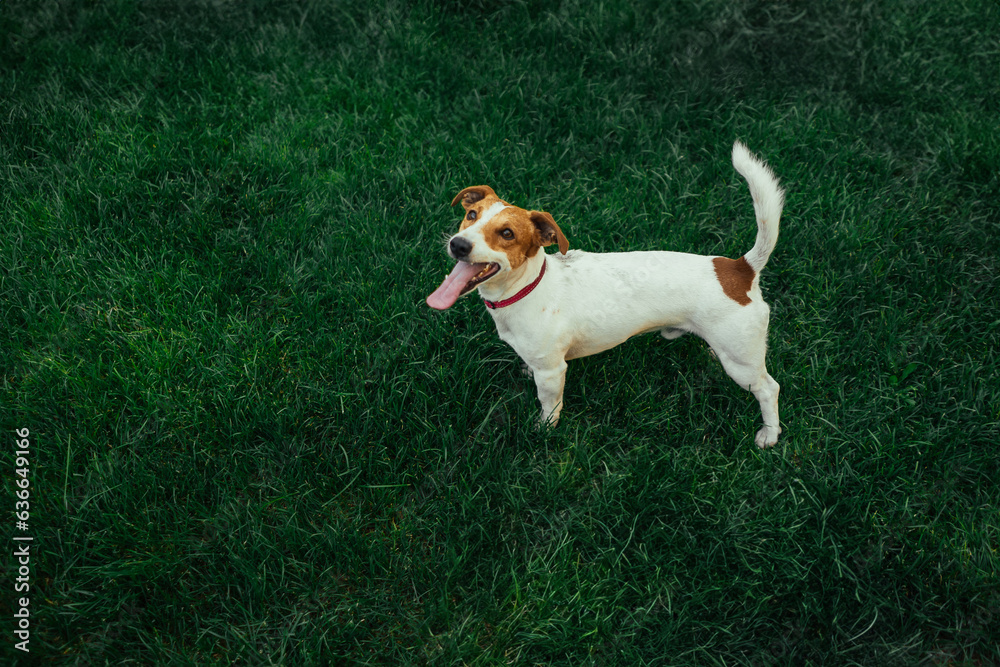 Jack Russell Terrier running and jumping on camera Jack Russell Terrier running and jumping on camera