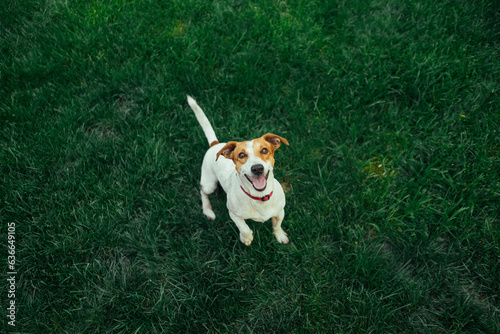 Jack Russell Terrier running and jumping on camera